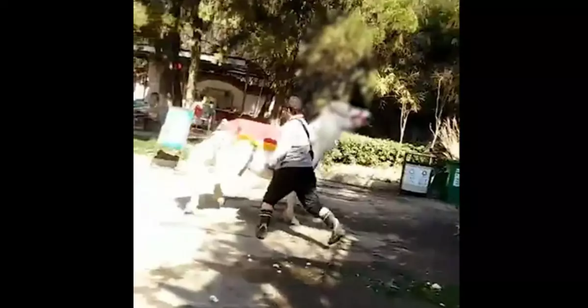 動物園回應男子揮拳暴打白馬