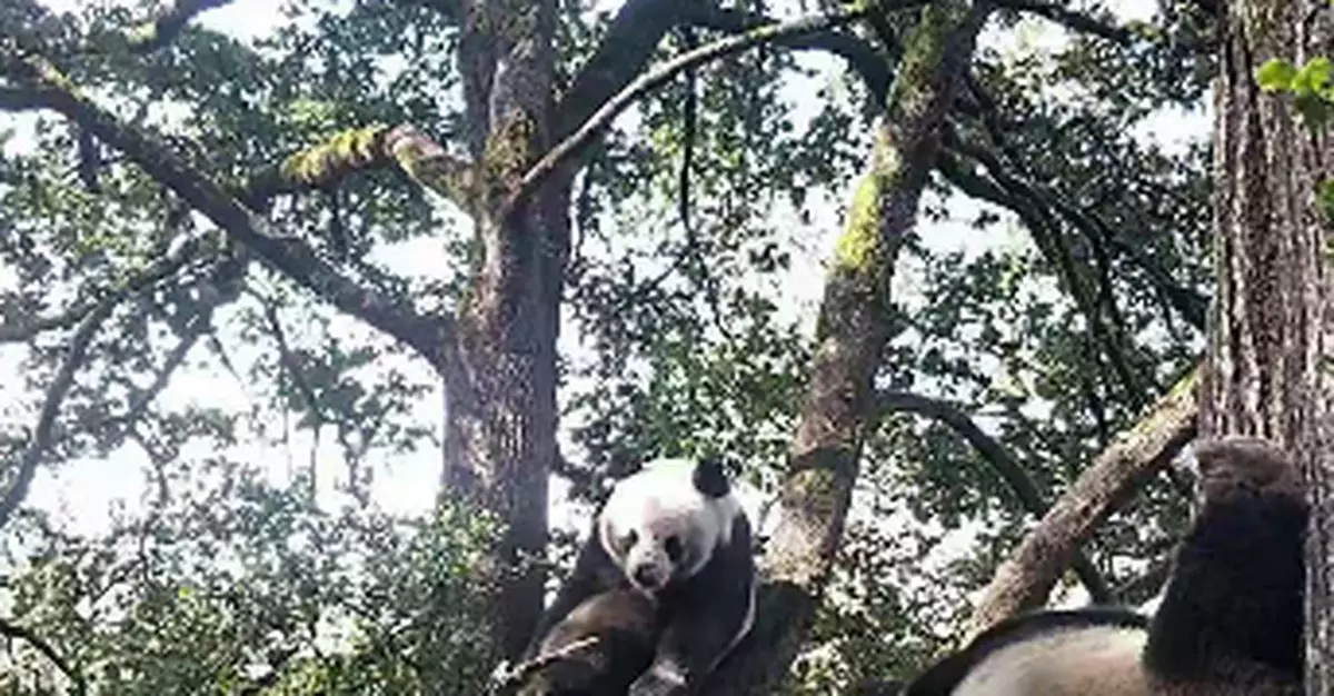 首次記錄！野生大熊貓「比武招親」