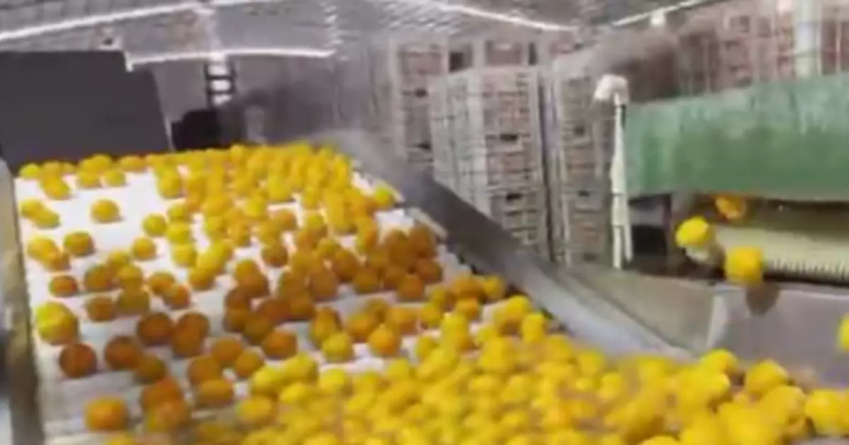 「不會爛」的沃柑，果農不吃卻在賣？當地回應