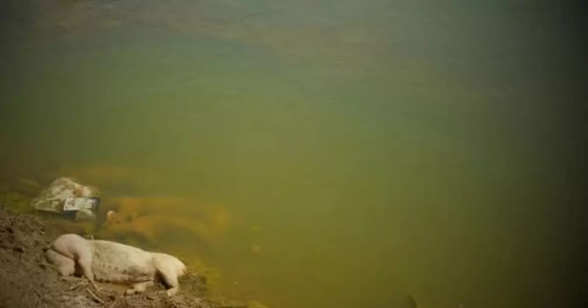 黃河大堤內現大量死豬，嫌疑人已確定！