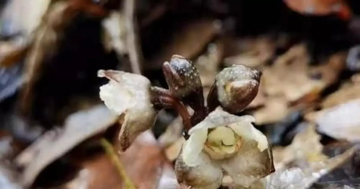貴州茂蘭首次發現蘭科天麻屬植物叉脊天麻