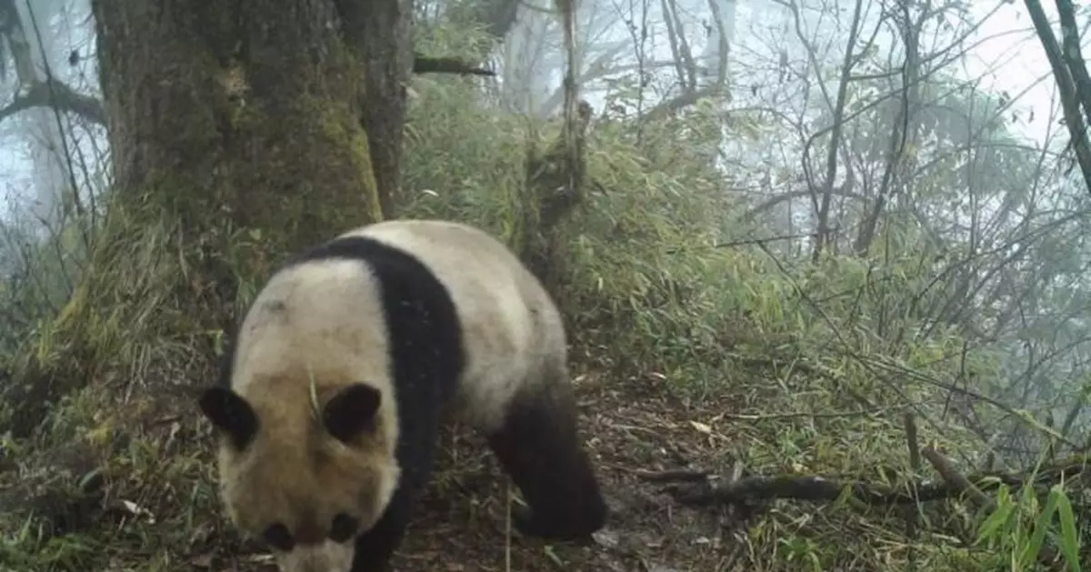 大熊貓為何頻下山？專家：覓食、相親、生病都可能