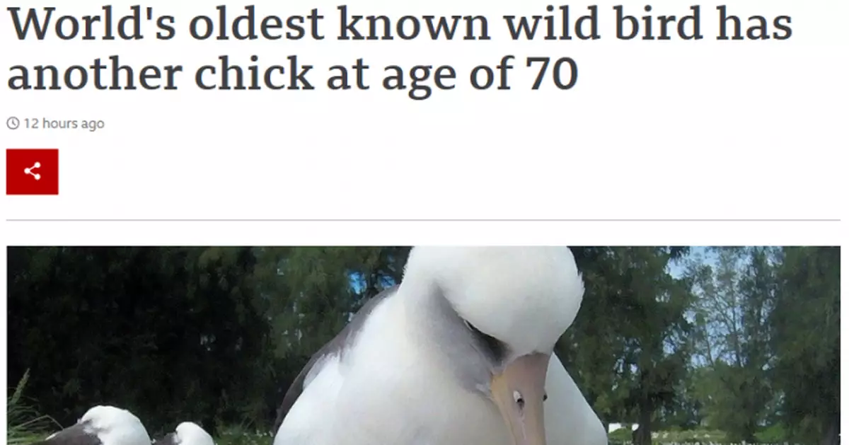 世界最長壽野生鳥再次做母親 70歲又生下雛鳥