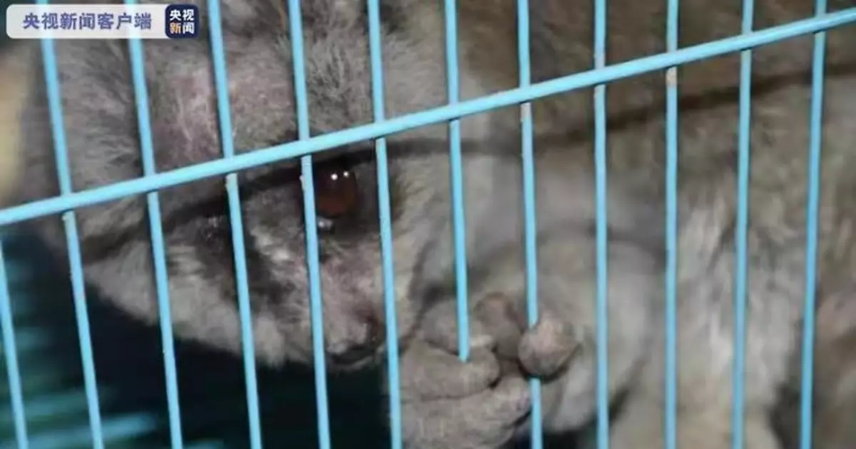 國家一級保護動物蜂猴受傷「求帶走」 民警緊急救助