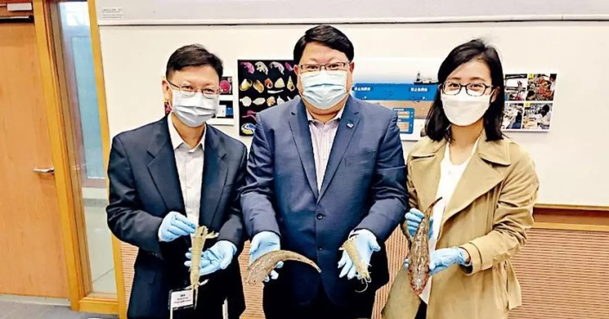 城大研究：禁拖網捕魚 增生物多樣性