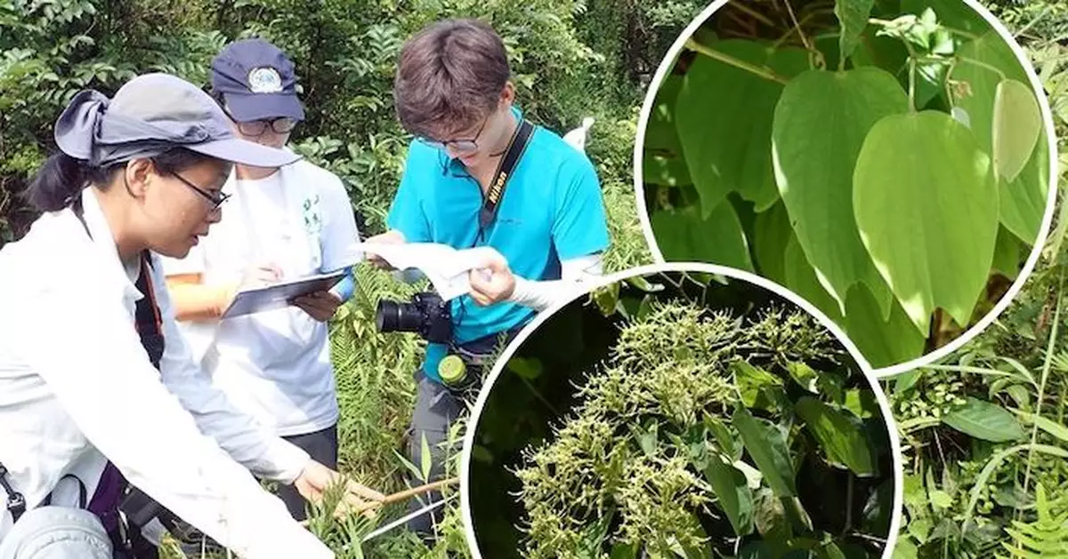 綠色力量於沙螺洞發現闊裂葉羊蹄甲 為本港新記錄植物