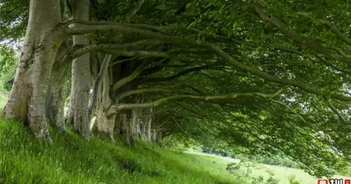 面對天價墓地，節地生態葬如何「叫好又叫座」？