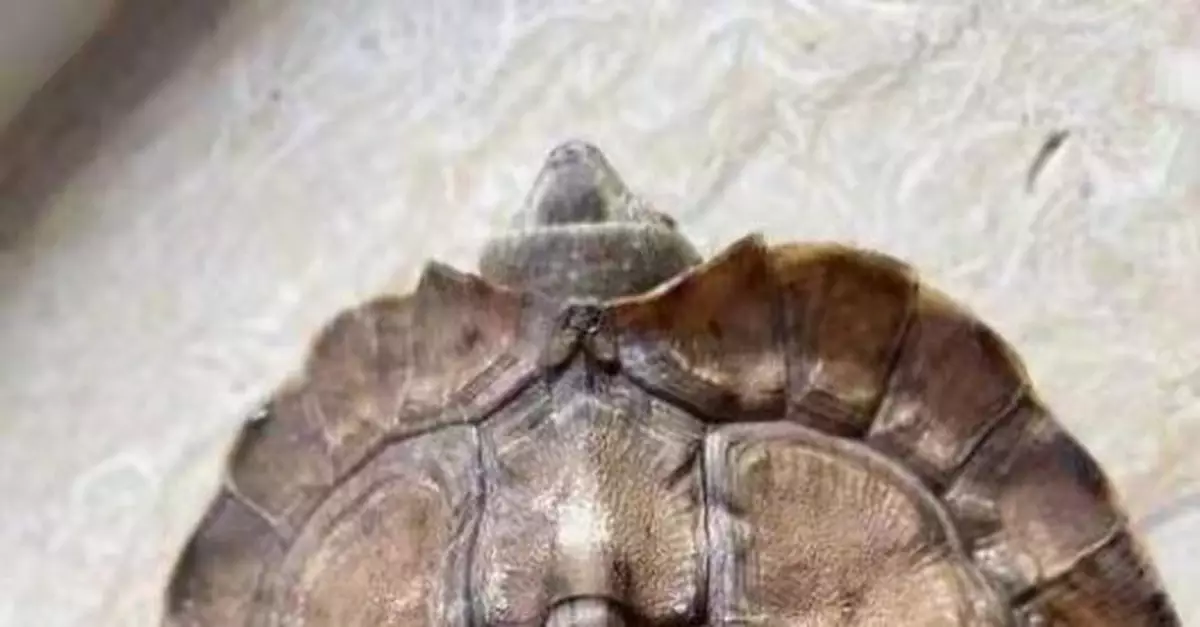 瀋陽一31歲男子飼養兩隻國家二級重點保護動物被刑拘