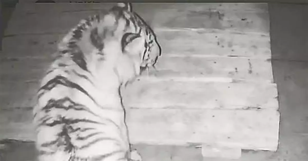 「進村傷人虎」還能歸山么？答案來了