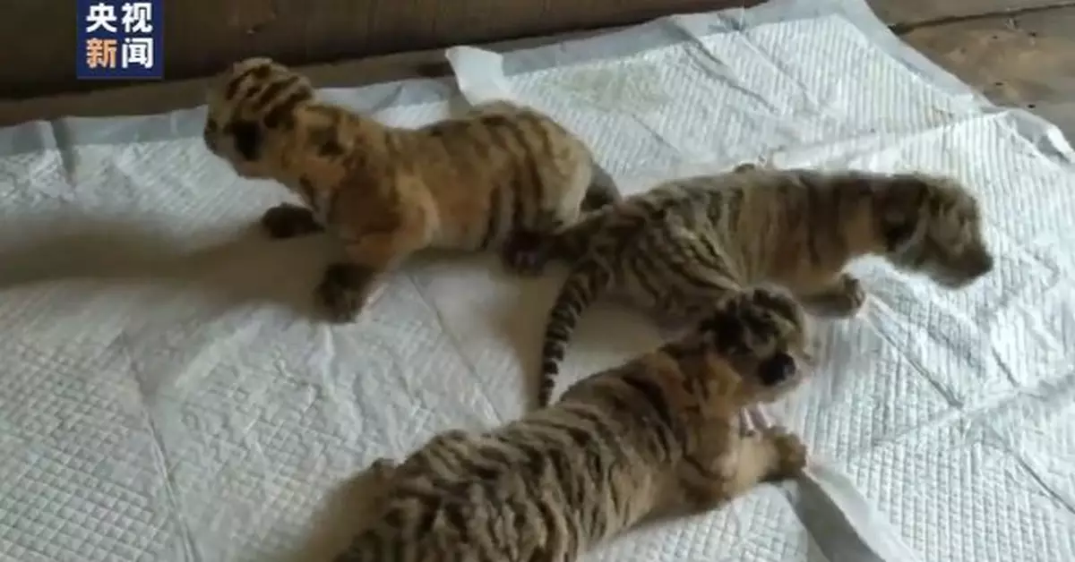 喜訊！黑龍江東北虎媽媽喜得三胞胎！