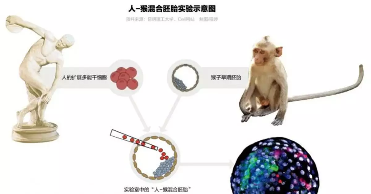 「人-猴混合胚胎」意味著什麼？