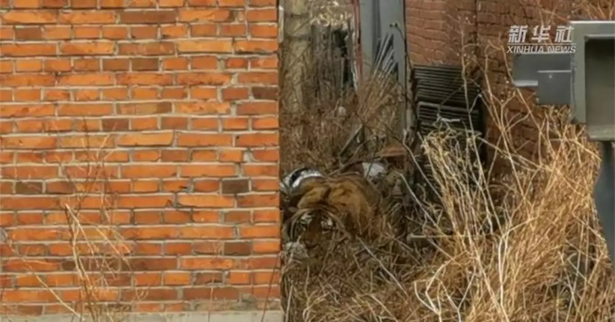 東北虎頻頻「下山」進村，「虎出沒」人咋辦？