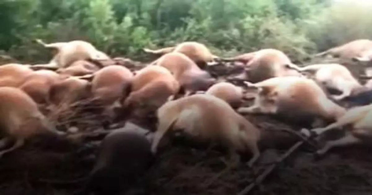 事發東方！一聲巨響，40頭牛倒地死亡……