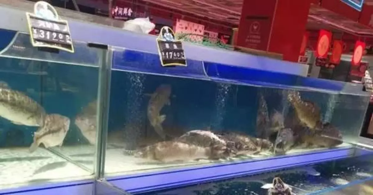 一條魚三四十元，我還是吃豬肉吧