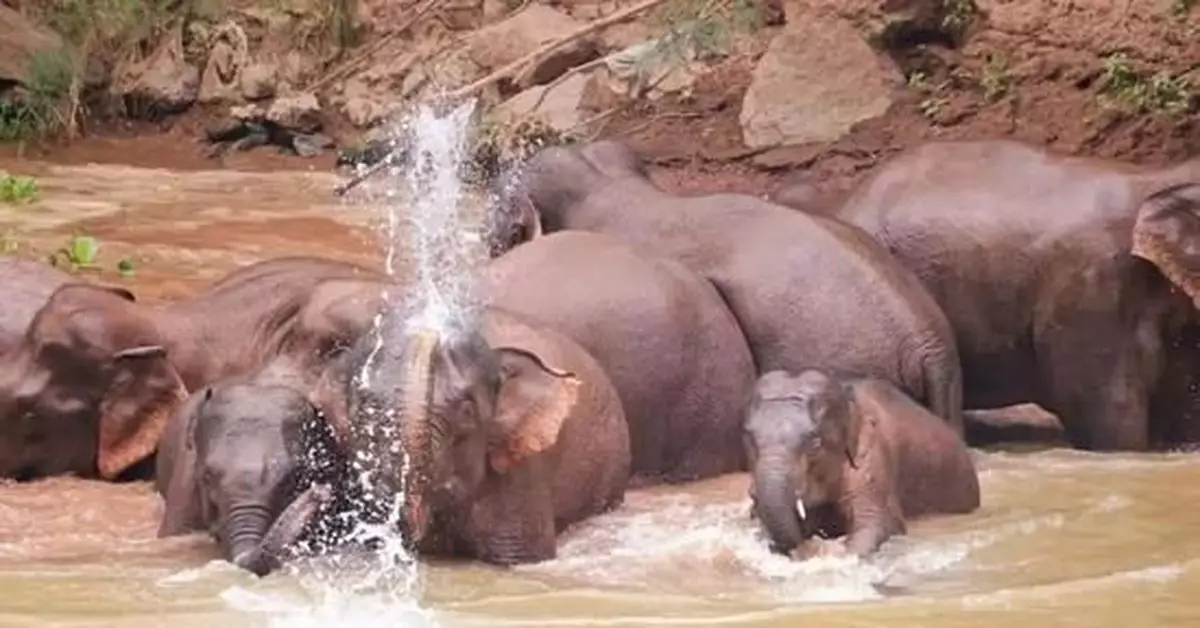 象群一路北上，省級工作組趕赴現場