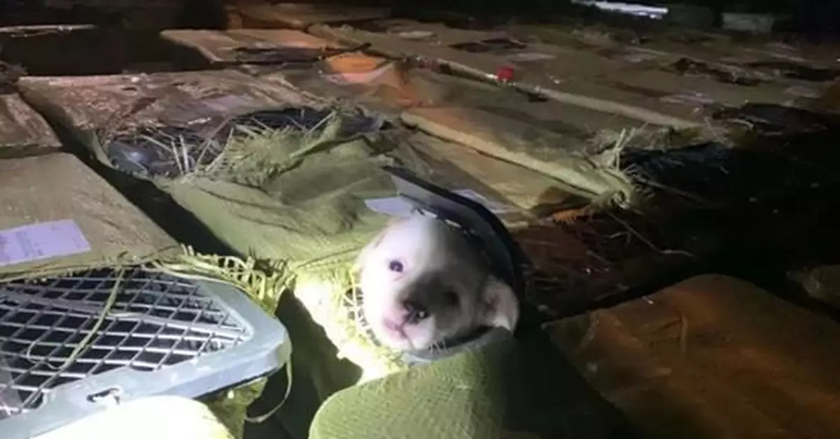 誰製造了死亡盲盒？