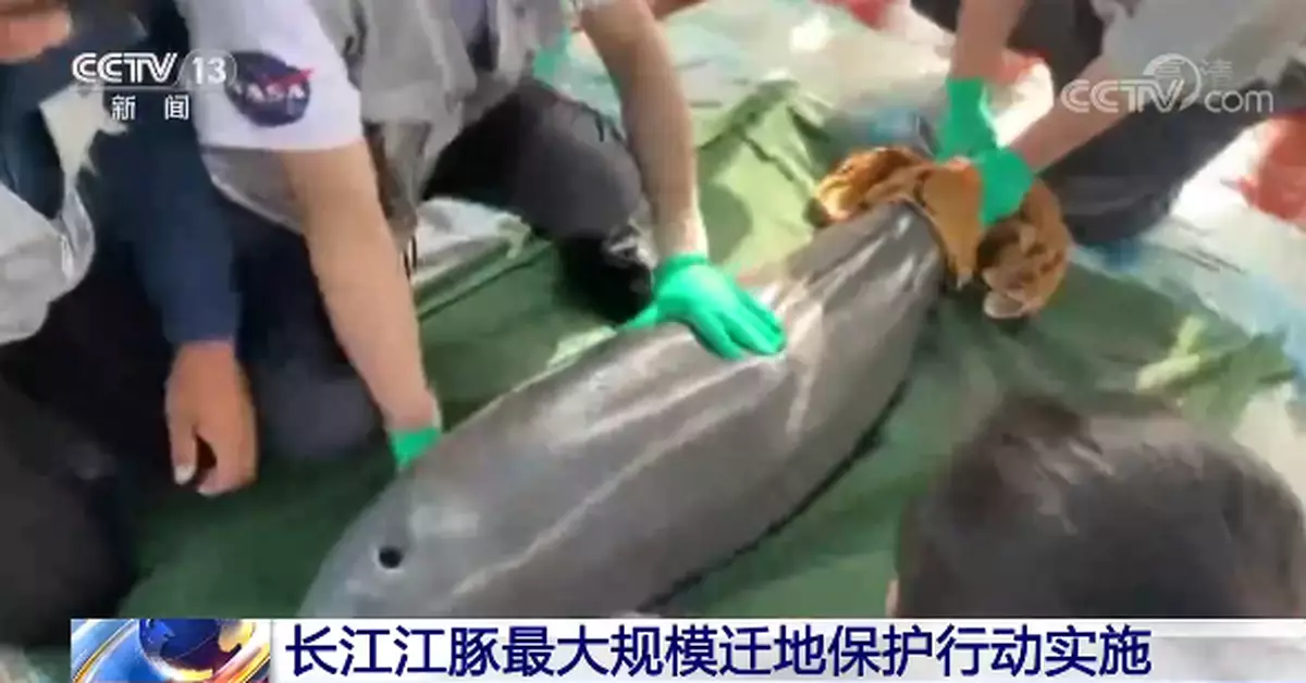 長江江豚最大規模遷地保護行動實施