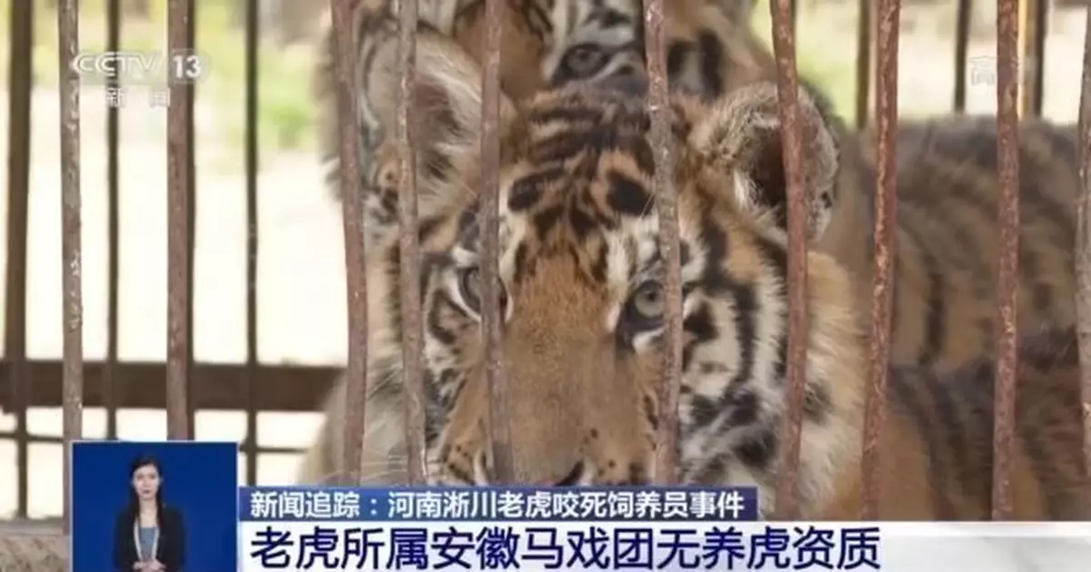 河南淅川老虎咬死飼養員 涉事安徽馬戲團無養虎資質