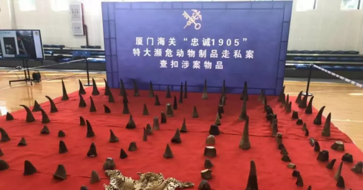 案值1億元！廈門海關破獲特大犀牛角走私案