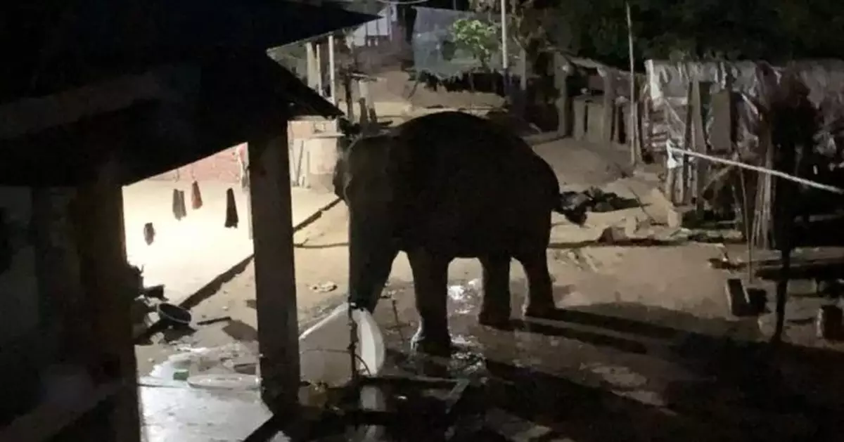 雲南勐海收容肇事野象一頭 目前大象體征一切正常