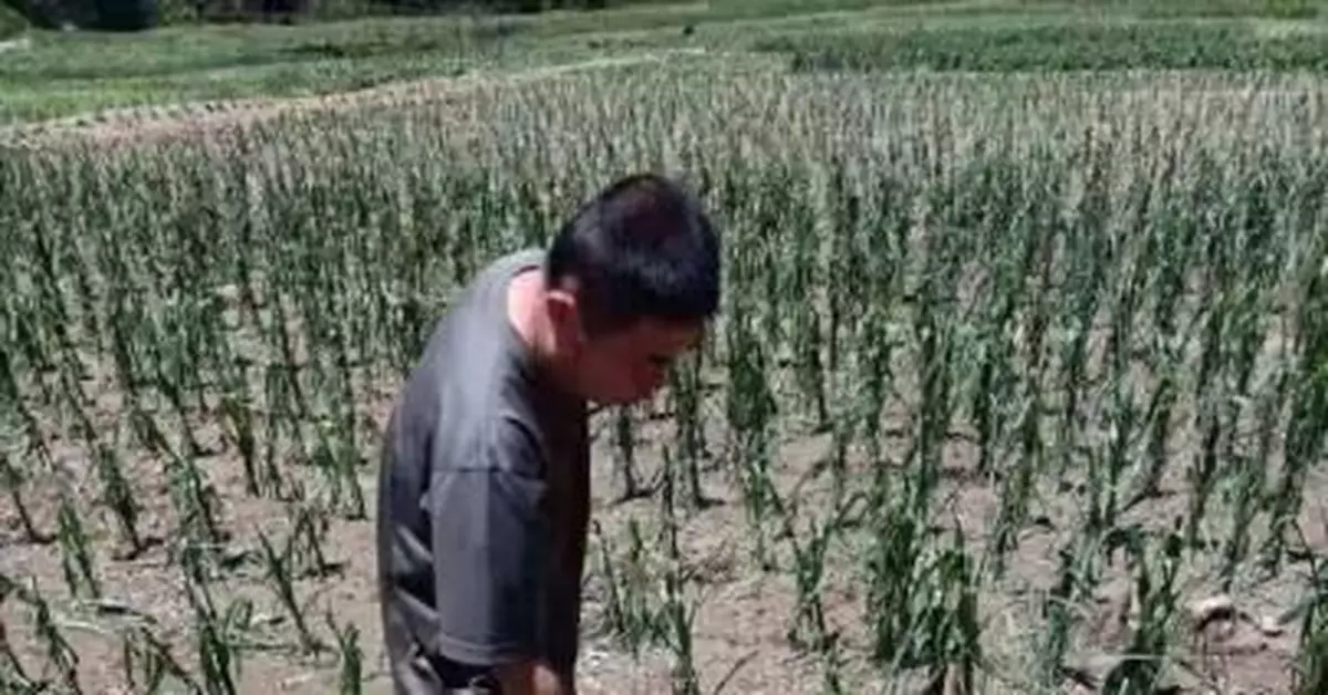 河北保定4縣遭受風雹襲擊 520餘公頃農作物受災