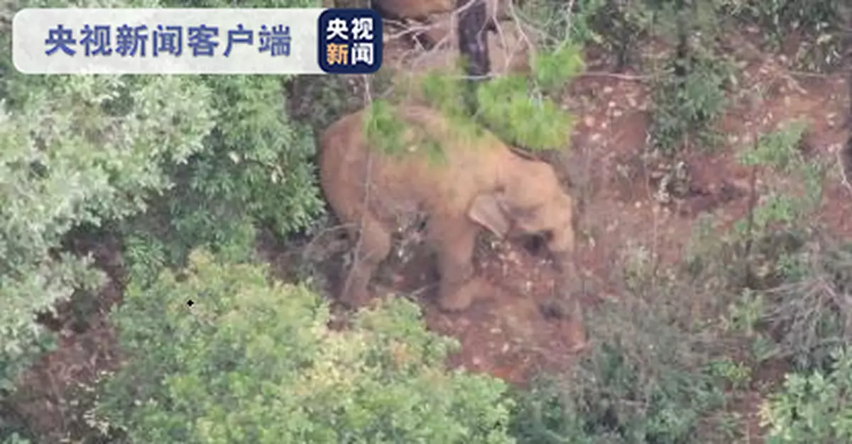 「象」往何處，雲南象群繼續向南遷移
