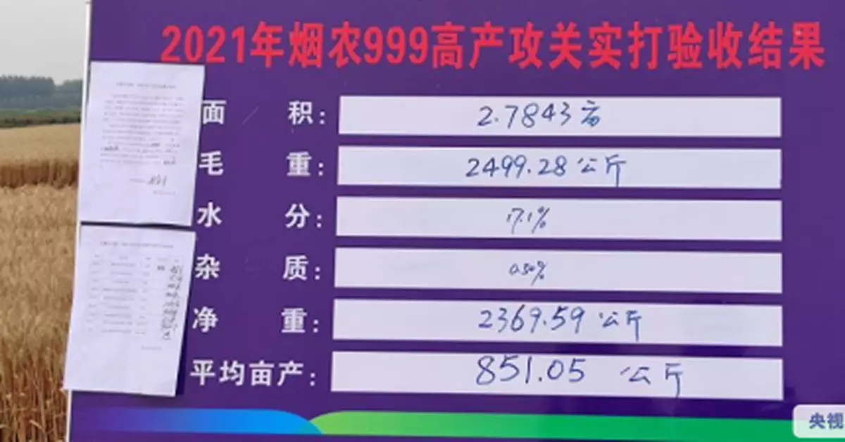 851.05公斤！安徽小麥畝產再破紀錄