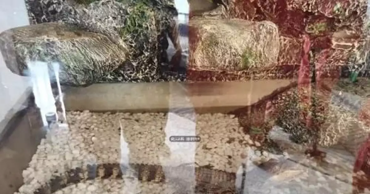 杭州一鱷魚出逃躲進躍層樓梯隔層 主人急壞:不敢抓啊