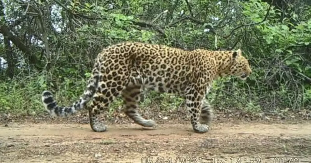 這裏，豹出沒！