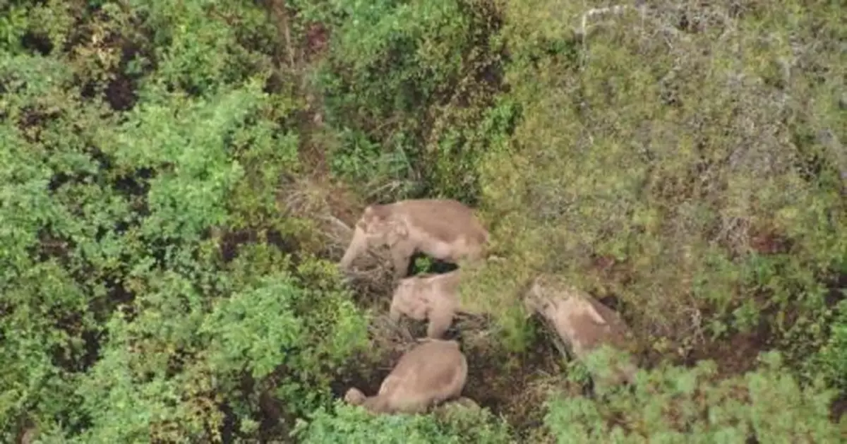 大象，大象，「躺平」之後你們要去何方