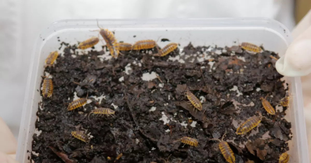 頭皮發麻！海關截獲100多隻……都是活的