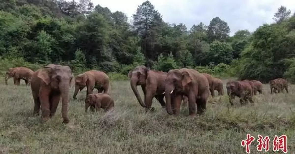 象群遷移背後：西雙版納森林裏發生了什麼？