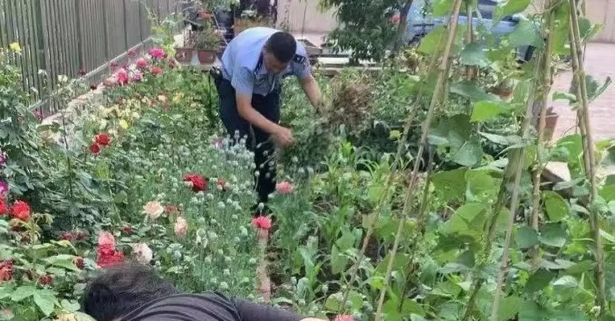 小區內種植284株罌粟，遼寧一居民被處15日行政拘留