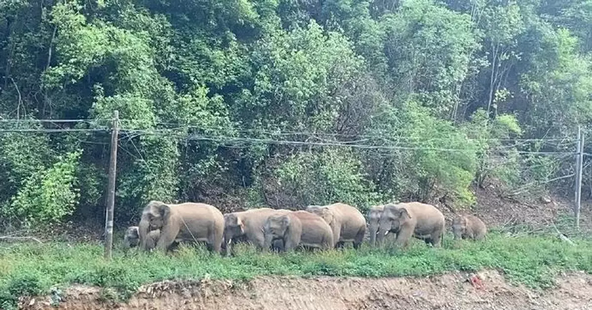 走著走著，象×15到昆明了……