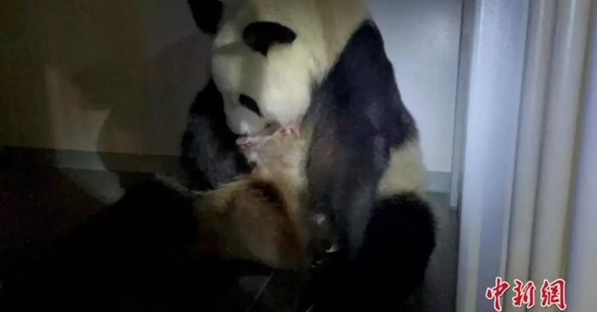 日本出生大熊貓雙胞胎順利度過第一周：體重增加