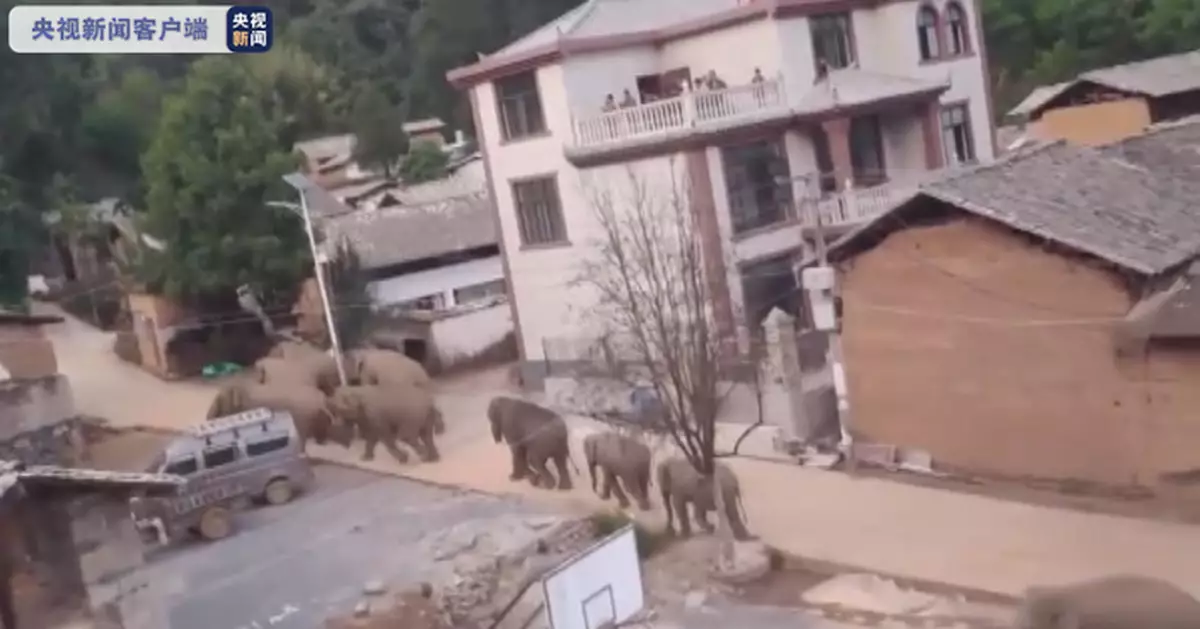 亞洲野象群持續在昆明活動 當地儲備象食15噸