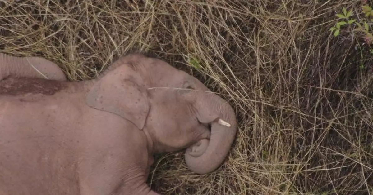 大象是站著睡還是躺著睡？動物園：看性格