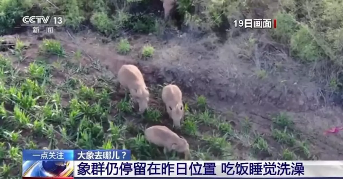 吃睡洗！雲南北上野生象群仍停留在昨日位置