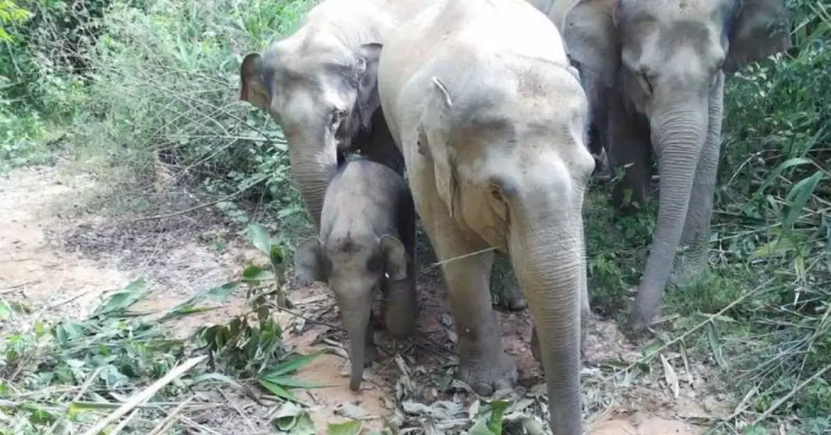 野象逗留西雙版納植物園，上千種珍稀植物面臨風險