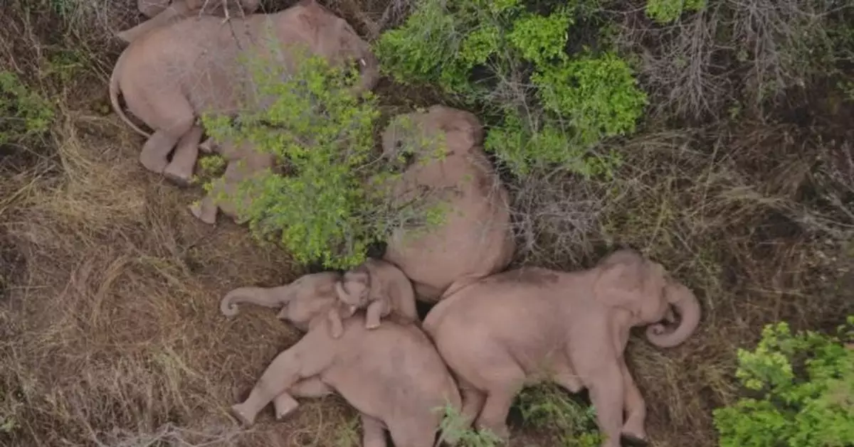 野象群昨天暫停遷移！無人機拍下它們睡覺休息的畫面