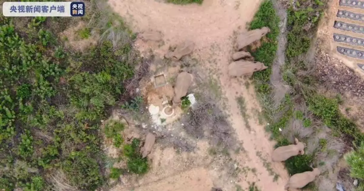 記者觀察丨象群長途跋涉中的「花式補給」