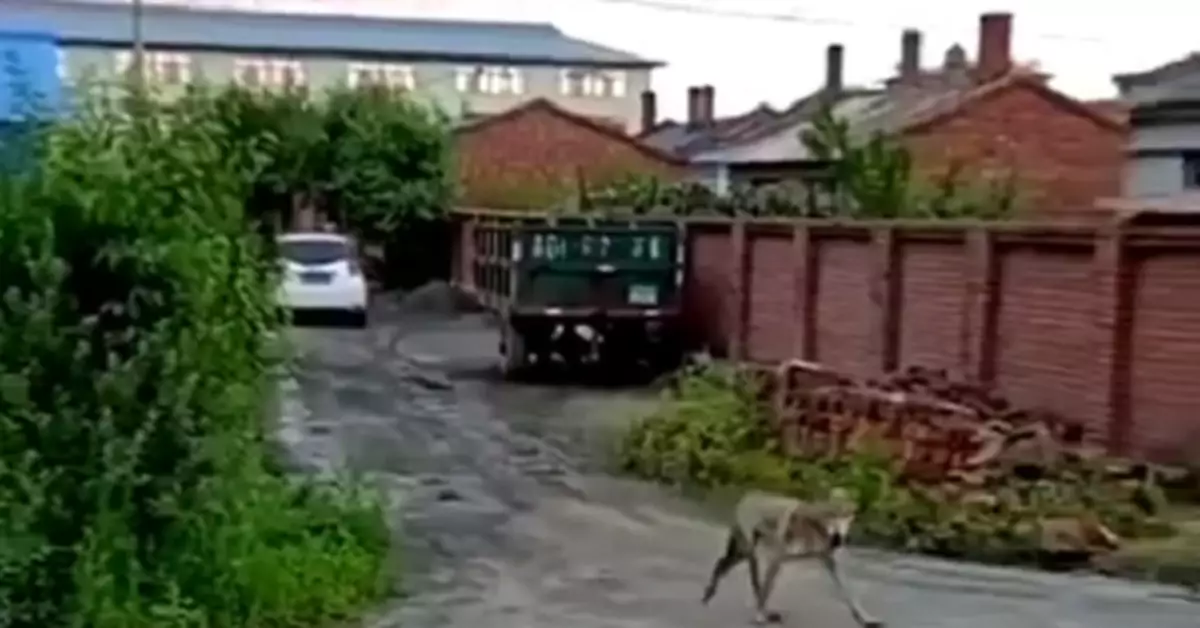 社區主任：進村像找吃的 曾撲倒50歲婦女