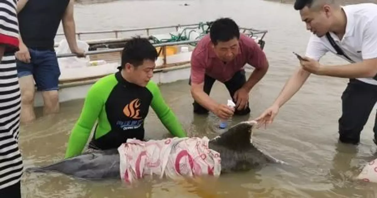 剛剛，12隻瓜頭鯨擱淺海區又有2隻海豚擱淺