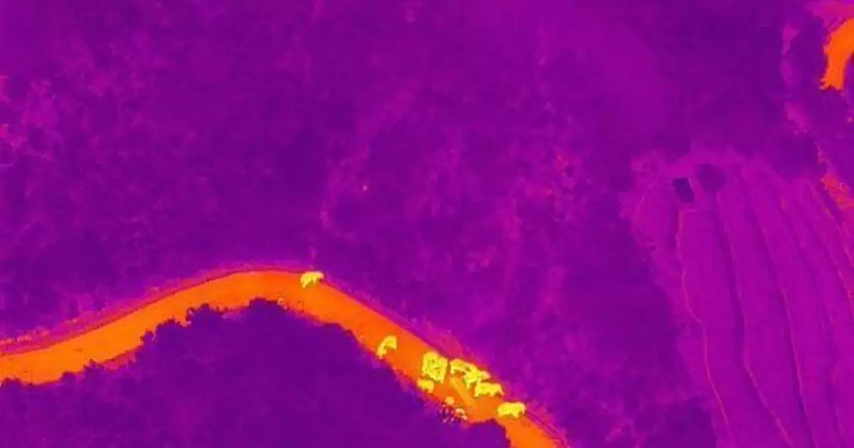 雲南北移象群總體迂迴移動 獨象距離象群50餘公里