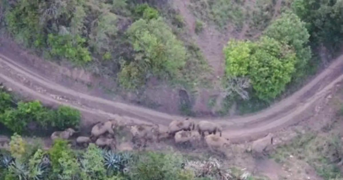 雲南北移象群進入玉溪市新平縣