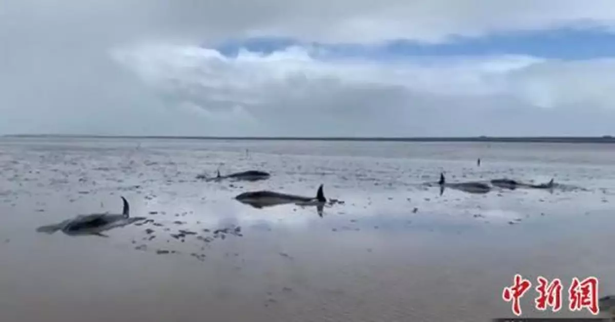 12頭海豚擱淺浙江臨海頭門港 多部門和民眾緊急救援