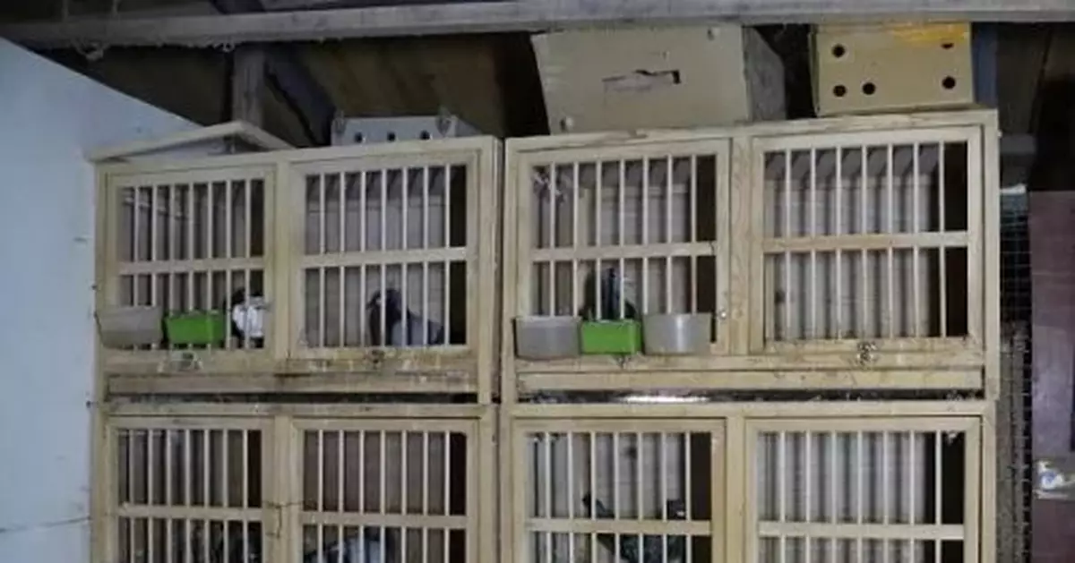 樓頂鴿舍養了80多隻鴿子！「持證養鴿」就能擾民？