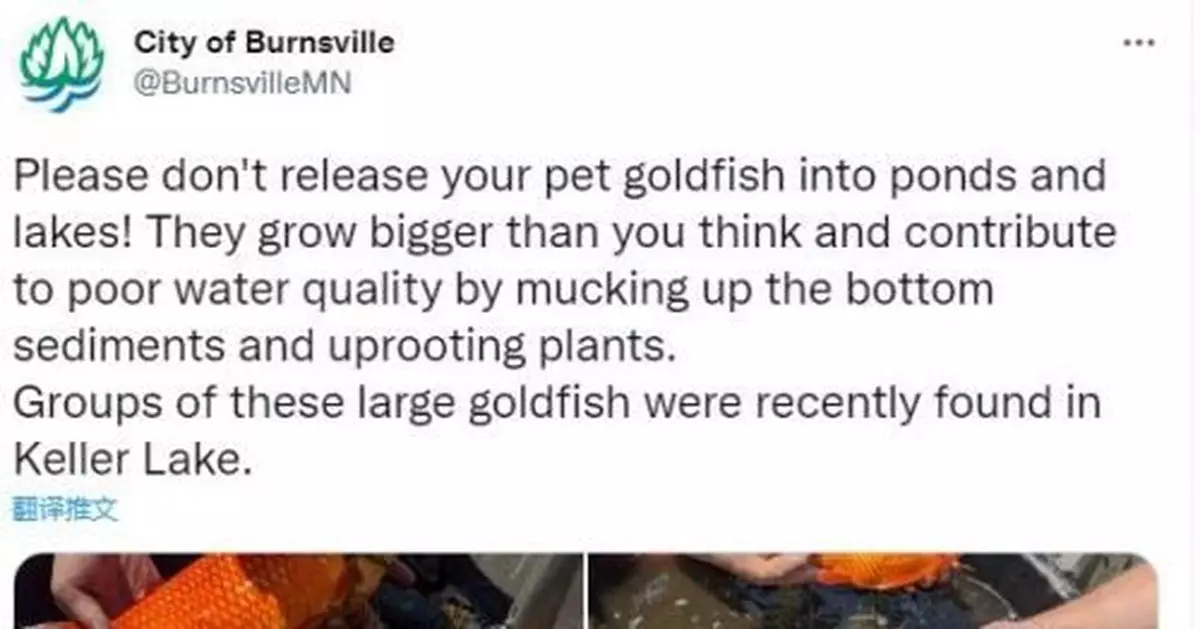 美國小城現巨無霸金魚 當地官員崩潰