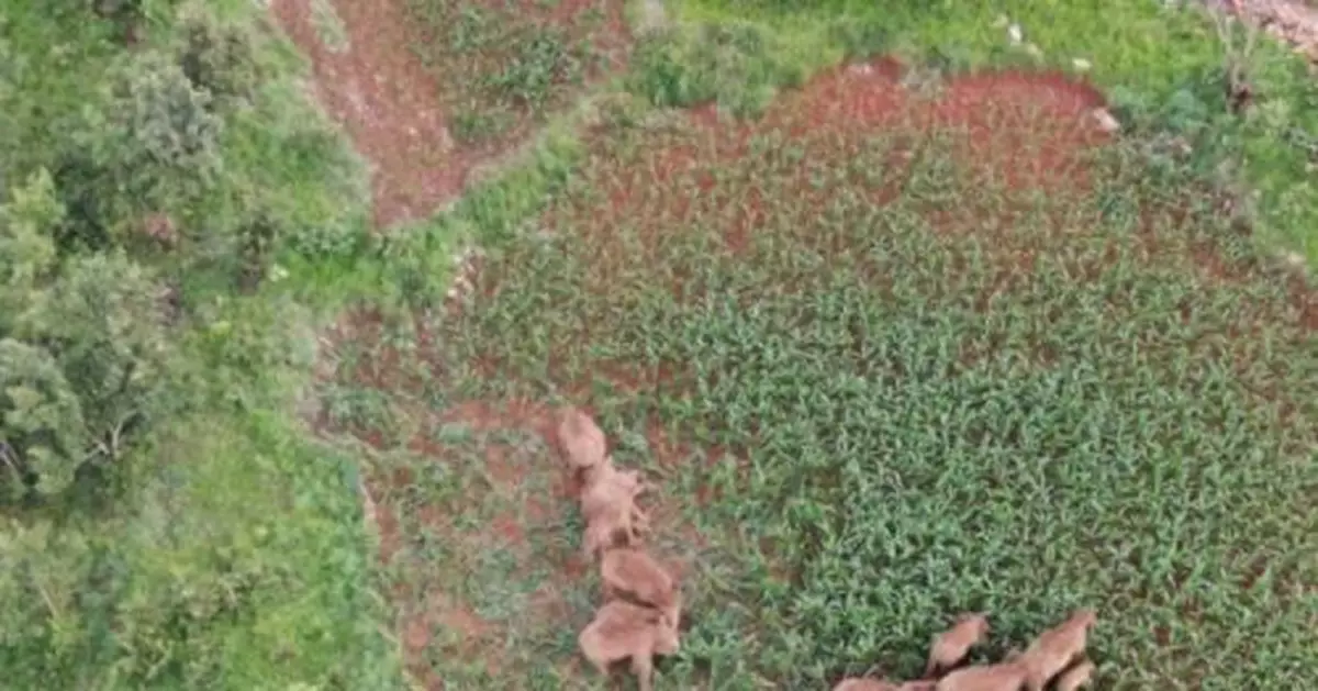 因持續降雨雲南北移象群原地活動休息 食源充足