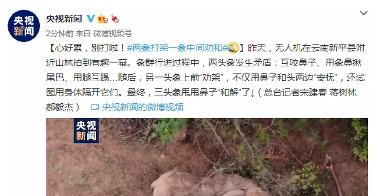 心好累，別打啦！兩象打架一象中間勸和